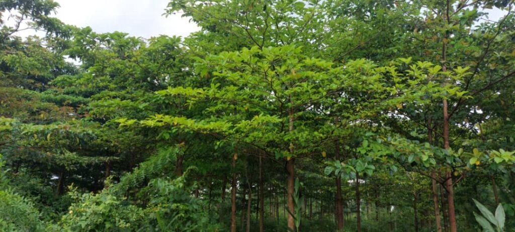 Áreas de bosques restauradas en la Reserva Forestal Central de Atigo.
